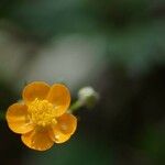 Ranunculus acris Květ