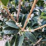 Osmanthus fragransFlower