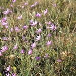 Xeranthemum annuum Floare