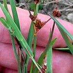 Juncus alpinoarticulatus Fruto