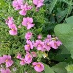 Diascia rigescens Květ