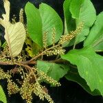 Maesa macrophylla Συνήθη χαρακτηριστικά