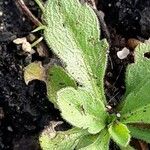 Erigeron floribundus Folha