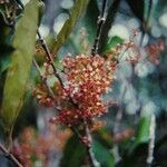 Austrobuxus huerlimannii Плід