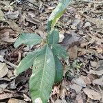 Ficus callosa Leaf