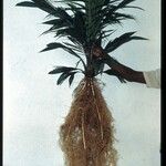 Elaeis guineensis Blad