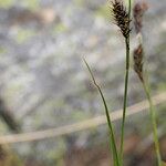 Carex frigida ফুল