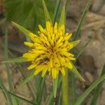 Tragopogon dubius 花