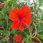 Hibiscus fragilisFleur