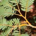 Enterolobium schomburgkii Leaf