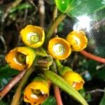 Clavija costaricana Blomst