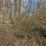 Ligustrum tschonoskii Habit