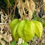 Cardiospermum grandiflorum Fruit