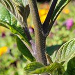 Heliotropium arborescens Casca