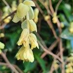 Corylopsis sinensis Flor