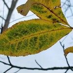 Carya cordiformis पत्ता