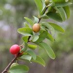Ximenia americana Fruit