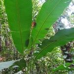 Heliconia trichocarpa Otro