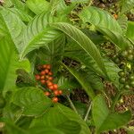 Psychotria racemosa Ffrwyth