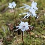 Eranthis pinnatifida Цветок