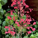 Heuchera sanguinea Flower