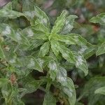 Amaranthus polygonoides Habitus