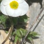 Ranunculus seguieri Flower