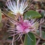 Capparis zeylanica Blüte