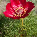 Paeonia tenuifolia Blatt