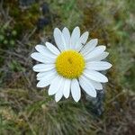 Leucanthemum graminifolium Flor