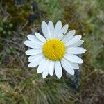 Leucanthemum graminifolium Цвят