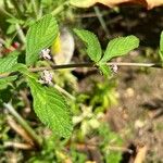 Lantana trifoliaLeht