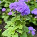 Ageratum houstonianumЦветок