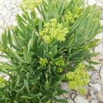 Crithmum maritimumList