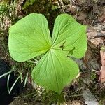 Trillium erectum Leaf