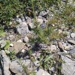 Larix occidentalis Hábito