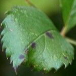 Rosa abietina Leaf