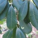 Esenbeckia leiocarpa Blatt