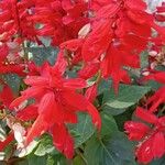 Salvia splendens Yeri