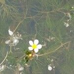 Ranunculus trichophyllus Fleur