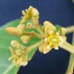 Persea caerulea Квітка
