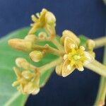 Persea caerulea Flower