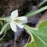 Viola suavis 花