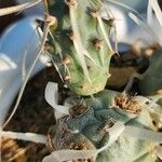 Tephrocactus articulatus Koor