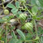 Medicago scutellata Fruto