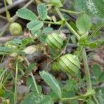 Medicago scutellata Frugt