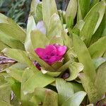 Neoregelia carolinaeFlower