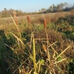 Typha × glauca Liść