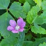 Rubus arcticus Λουλούδι