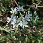 Allium subhirsutum फूल